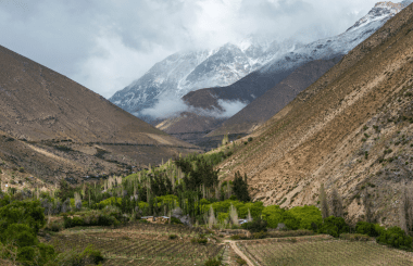 From grape to glass: Pisco demonstrates quality at this year's IWSC