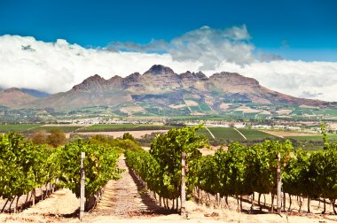 Wine trade rallies around South Africa in new campaign