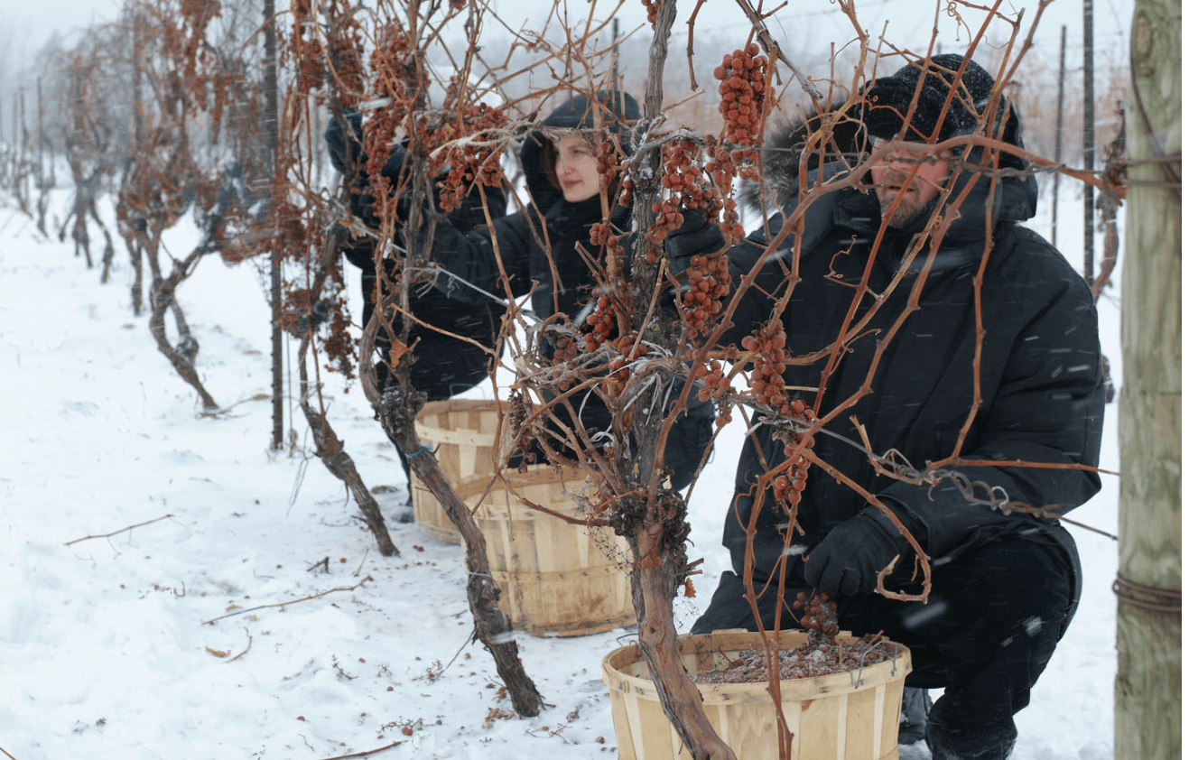 icewine-harvest-with-peller-logo.png