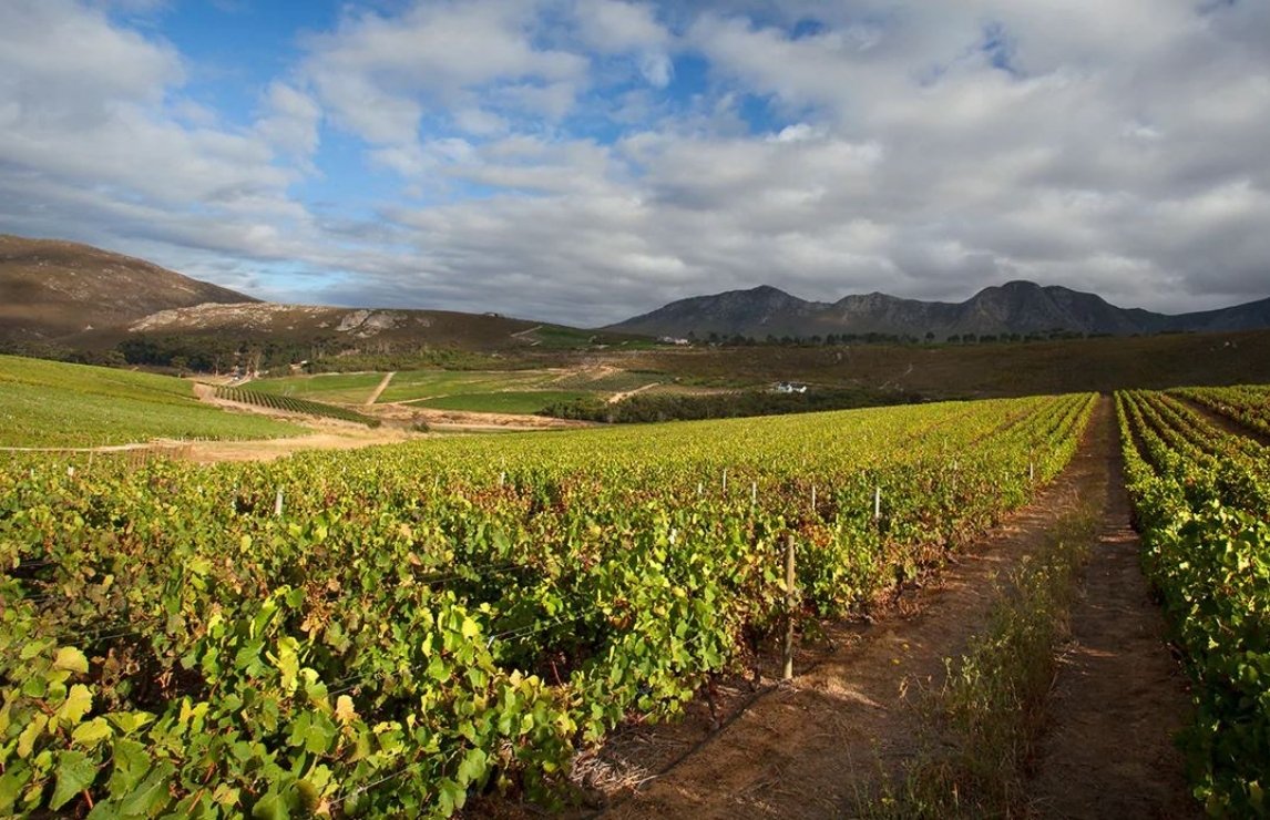 the-vineyard-at-bouchard-finlayson.jpg